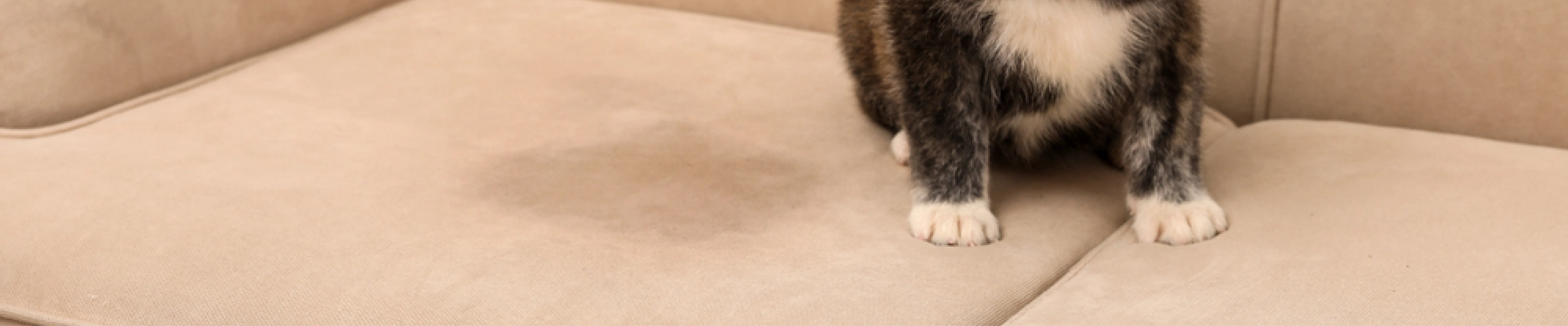 carpet cleaning in new jersey, carpet cleaning in new jersey, carpet cleaning new jersey, carpet cleaners in new jersey, carpet cleaners in new jersey, commercial carpet cleaning, commercial carpet cleaning in new jersey, new jersey rug cleaners, rug cleaning services in new jersey, same day carpet cleaning, same day rug cleaning